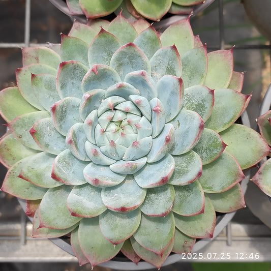 NGN758 テンダー　ピーチ　フェアリー（12cm pot）