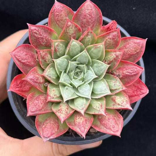 BL2056 ロンギシマドロップス（9cm pot）