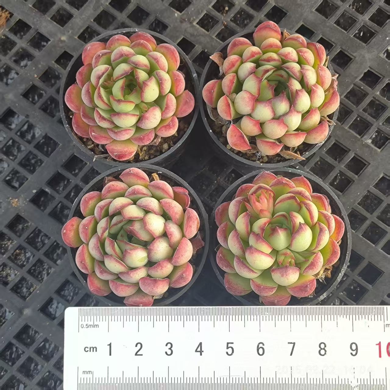 HH133 ドリームローズ(5cm pot)