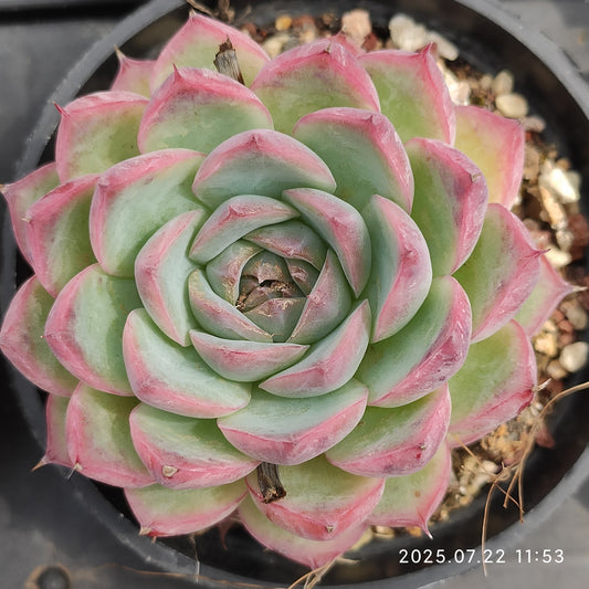RC043 ピンククリスタルローズ（9cm pot）
