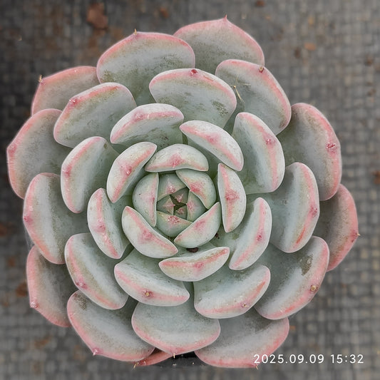 MMT465 マグパイ ブリッジ（7cm pot）