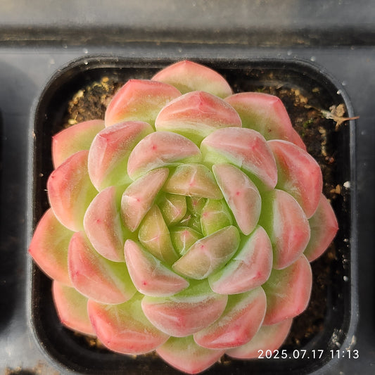 WWA370 アイス　スピリットHyb（5.5cm pot）