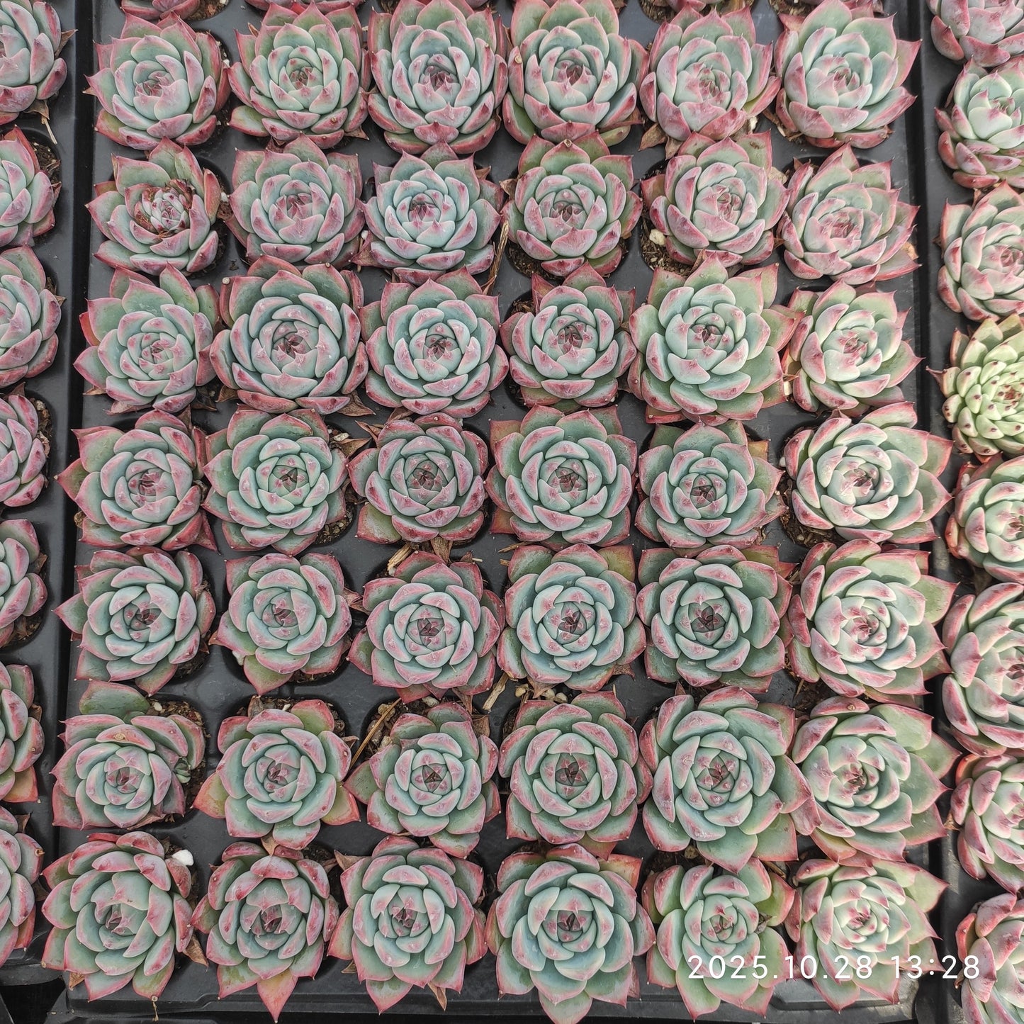 21718  チワワエンシス（3cm pot）（ポット苗）