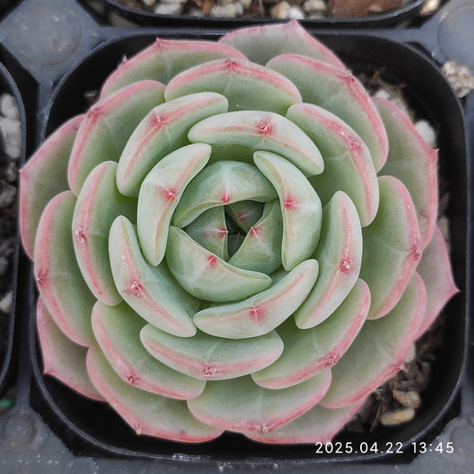 MMY1087 ジザー　シー（6.3cm pot）