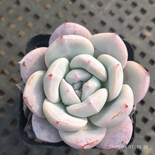 GR368 スタードリーム(6.5cm pot)