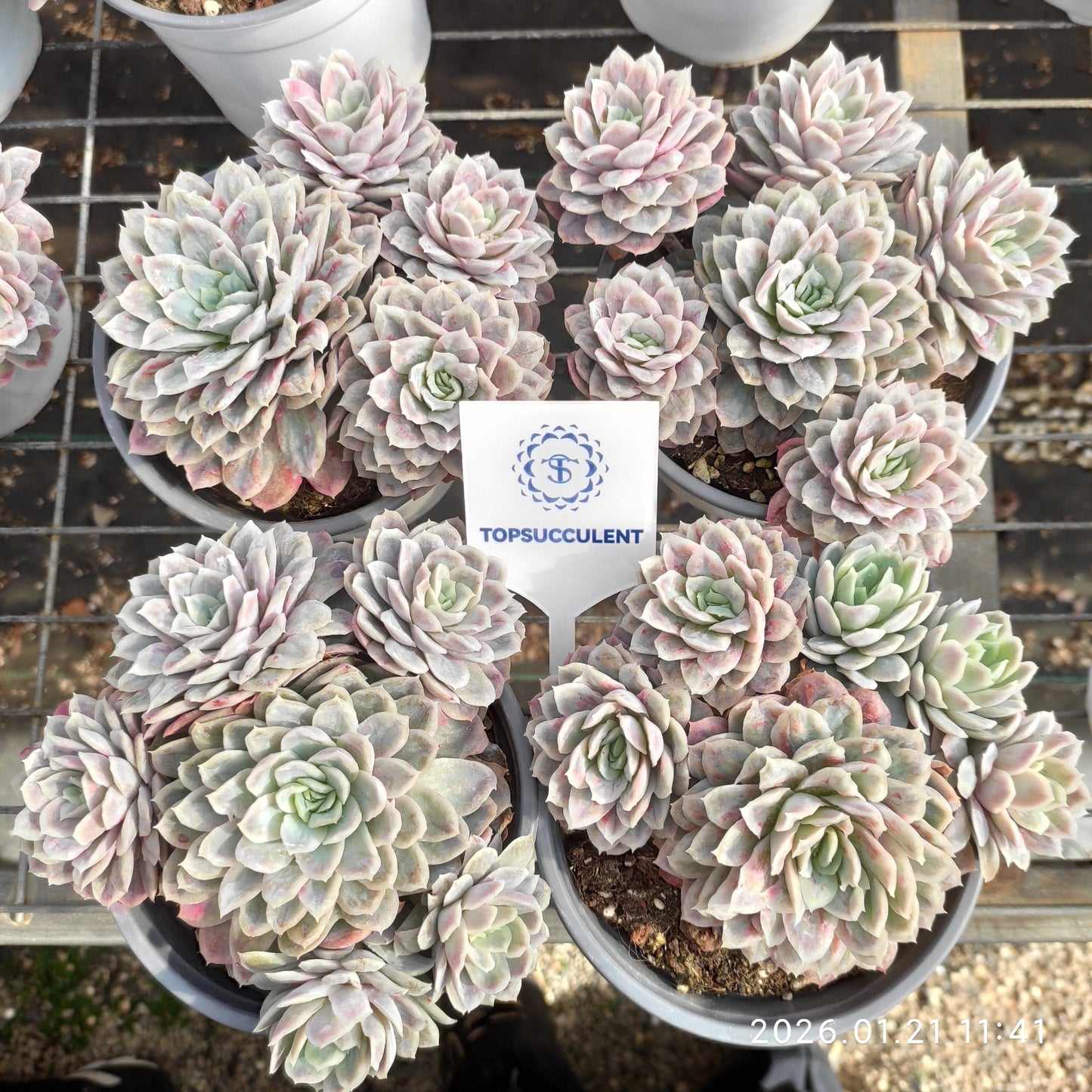 25088 バブル　クロス