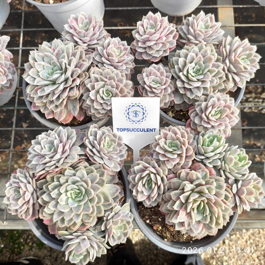 25088 バブル　クロス