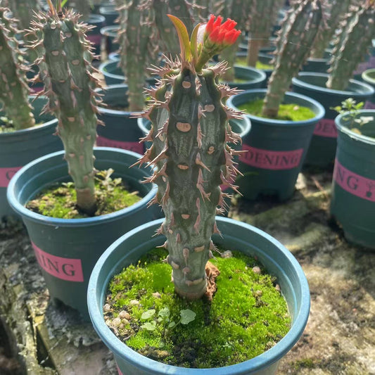 ZL498 噴火竜（4cm pot）