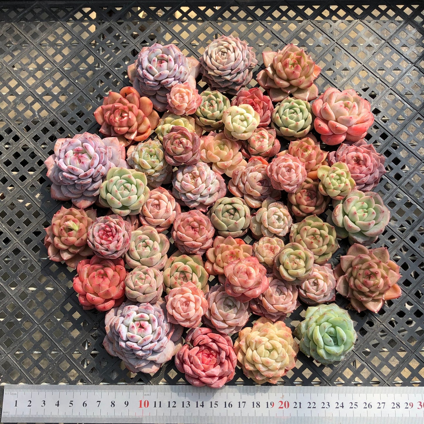 22048 ミックス苗 15