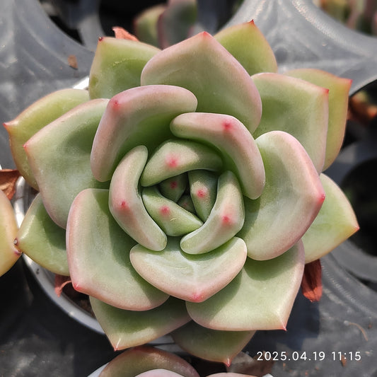 ZZA266 ホワイトナイト（白夜）(5.5cm pot)
