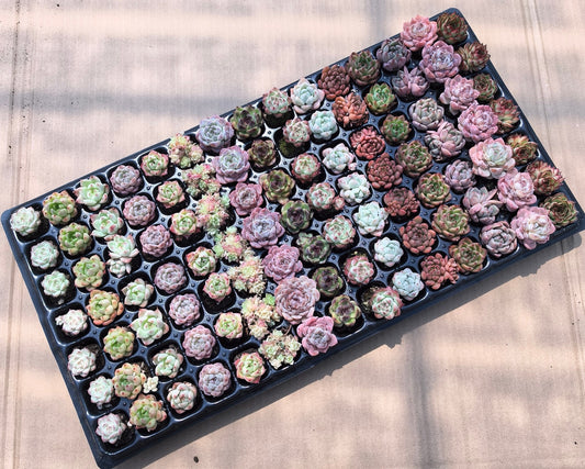 105穴鍼灸プレートの組み合わせ 20