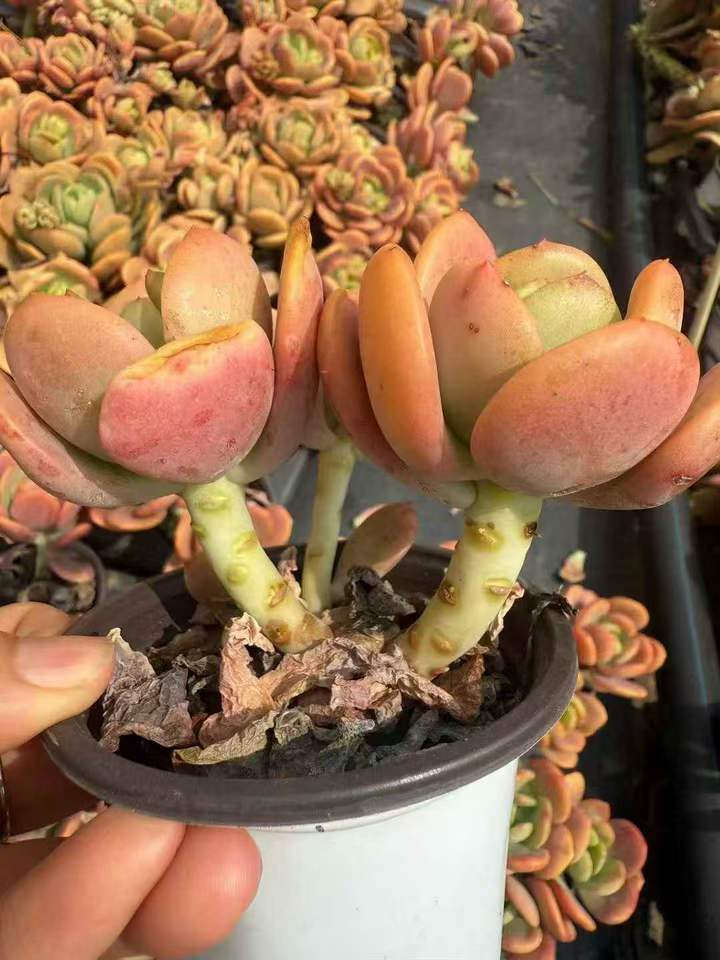 26479 ライムミルクティー