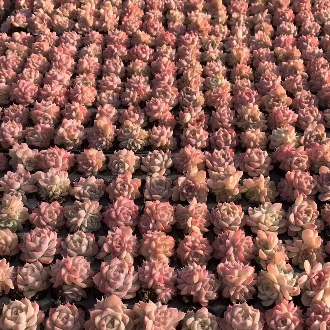 23455 クイーンオブピーチ（3cm pot）（ポット苗）