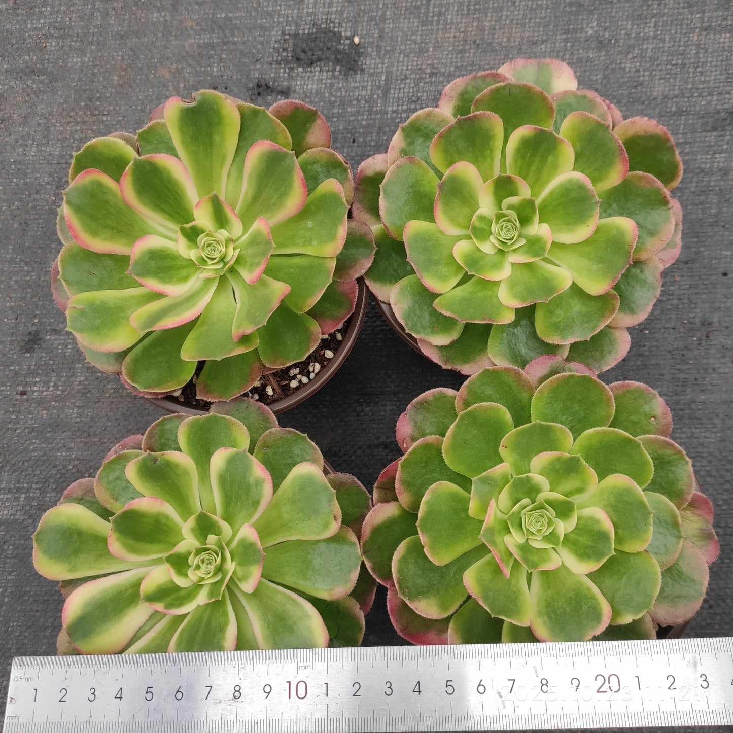 THEH027 ベゴニア（12cm pot）