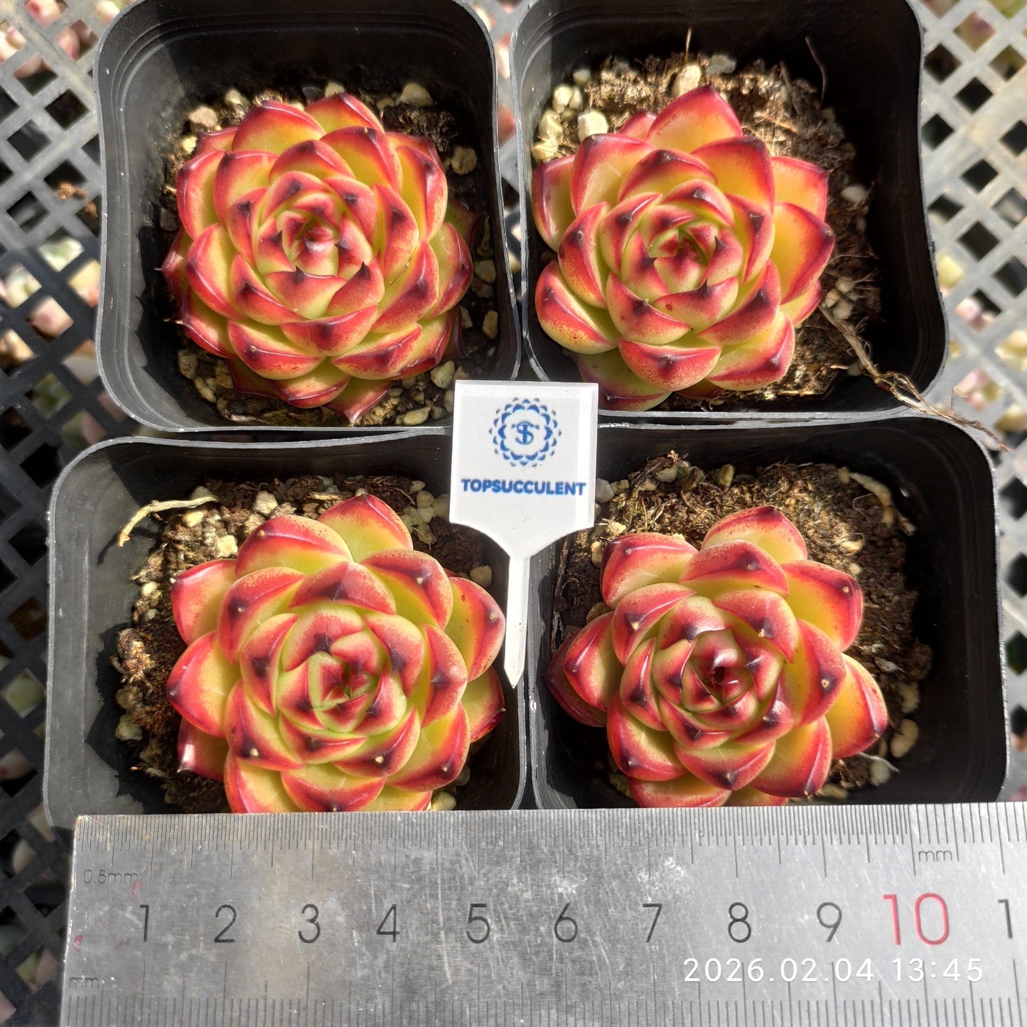 9813 ムーンストーン