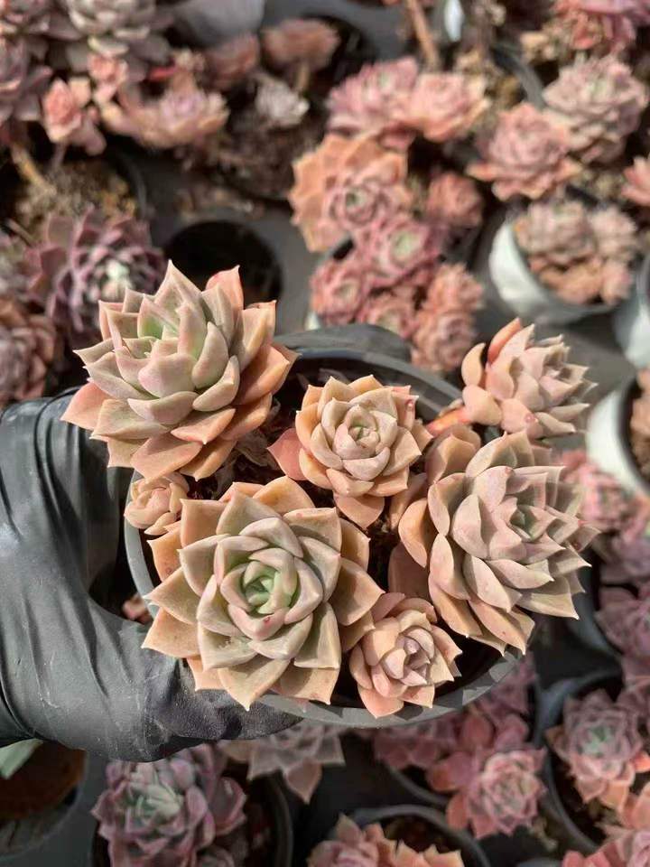 263761 オーシャンハート