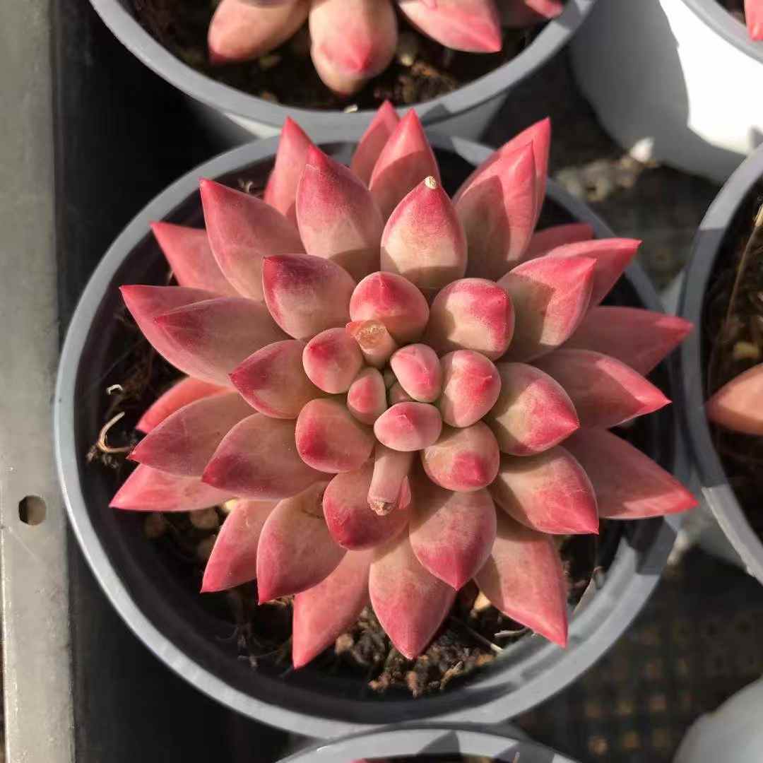 261121 コーンポッピー