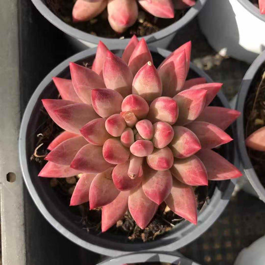 261121 コーンポッピー