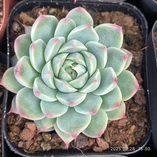 HC245 ホワイトラック （6.5cm pot）