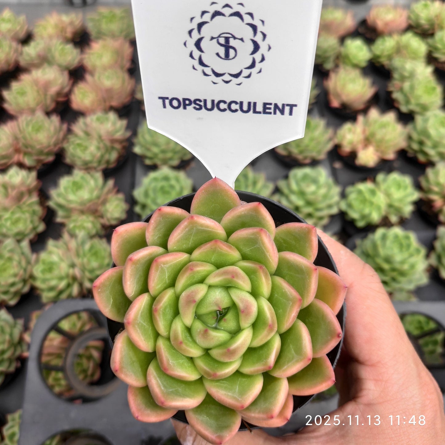 22442  ダイアモンド　ジェニーHyb（9cm pot）