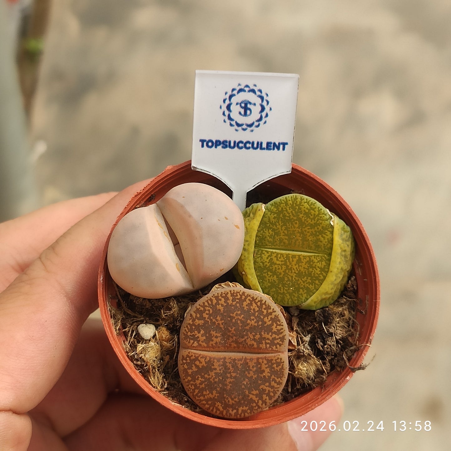 18400 オーキャンピアエ