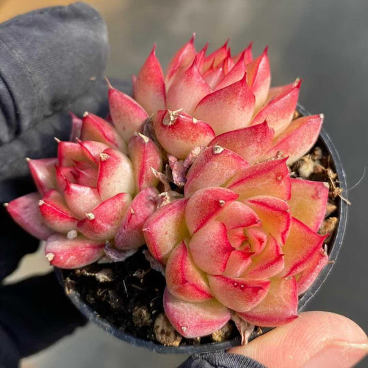 20875 ドリームクイーン