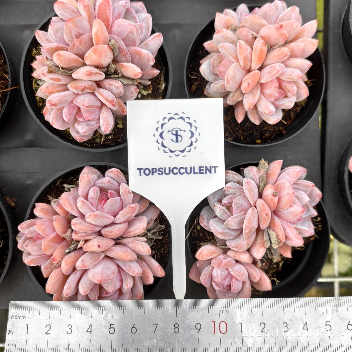 22468  オレンジモンロー（9cm pot）