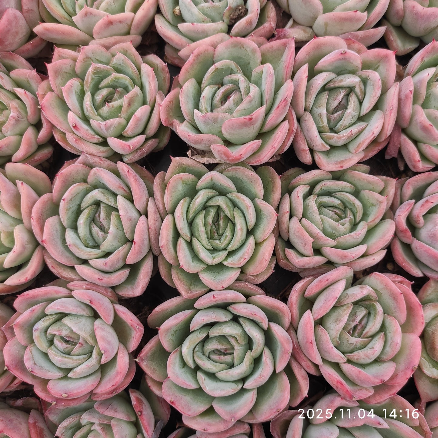 22295  フォーリング　チェリー（3cm pot）（ポット苗）