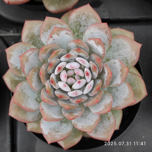 MMT777 スター　モンロー（9 cm pot）