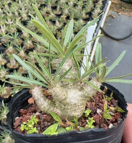 FGY005 パキポディウム グラキリス (4cm pot)葉がなし