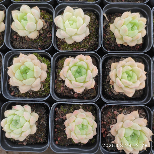 YBB202 ゴールデン　ローズ（5.5cm pot）