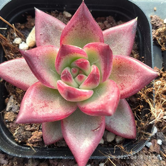 ZYP074 ロカ（6.5cm pot）