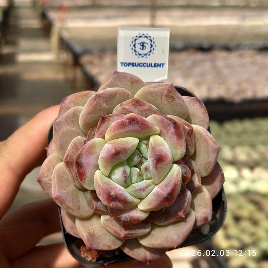 25638 アイススピリット