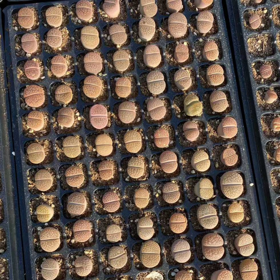 24026 ディンターランサスバンジリーHyb