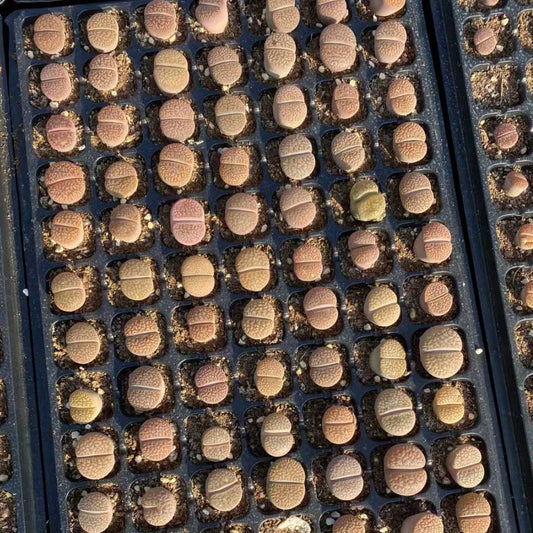 24026 ディンターランサスバンジリーHyb