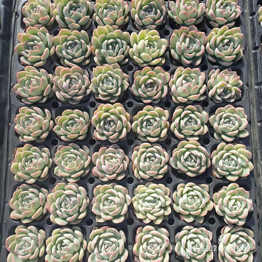 19418  スリョン（4cm pot）（ポット苗）