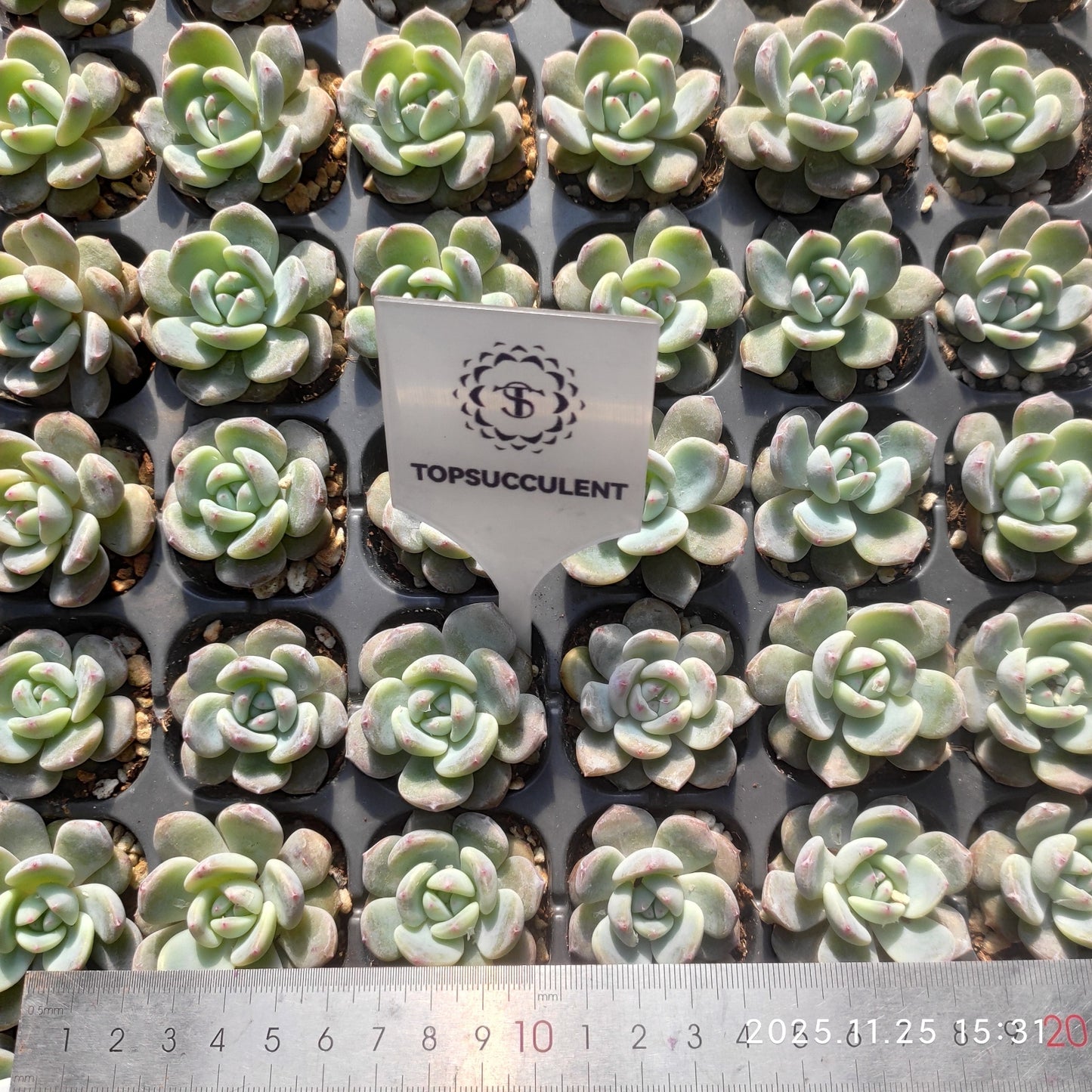 21743 オレンジ　モンロー（3cm pot）（ポット苗）