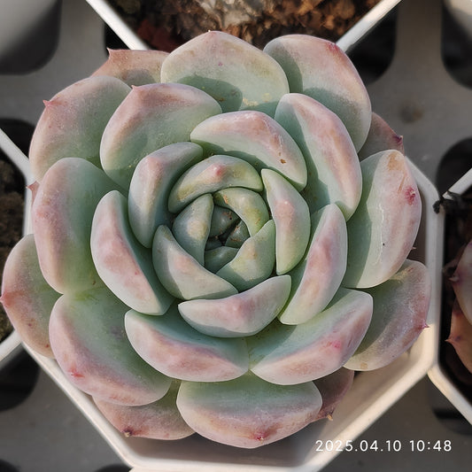 NGN133 アイススピリット（7cm pot）