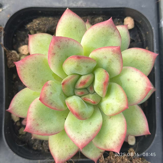 LG798 リップバーム（6.5cm pot）