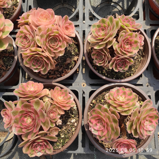 GDX003 ミリオン　ワイト（12cm pot）