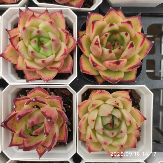 LMM435 エボニー Hyb（7cm pot）