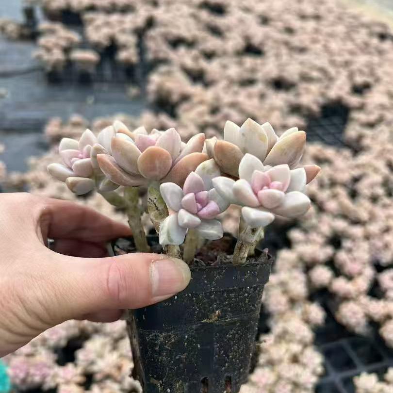 23185 淡雪（7cm pot）