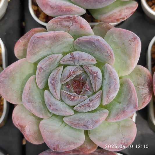 HG012 ピュア ラブ x ワイト　ムース（7cm pot）