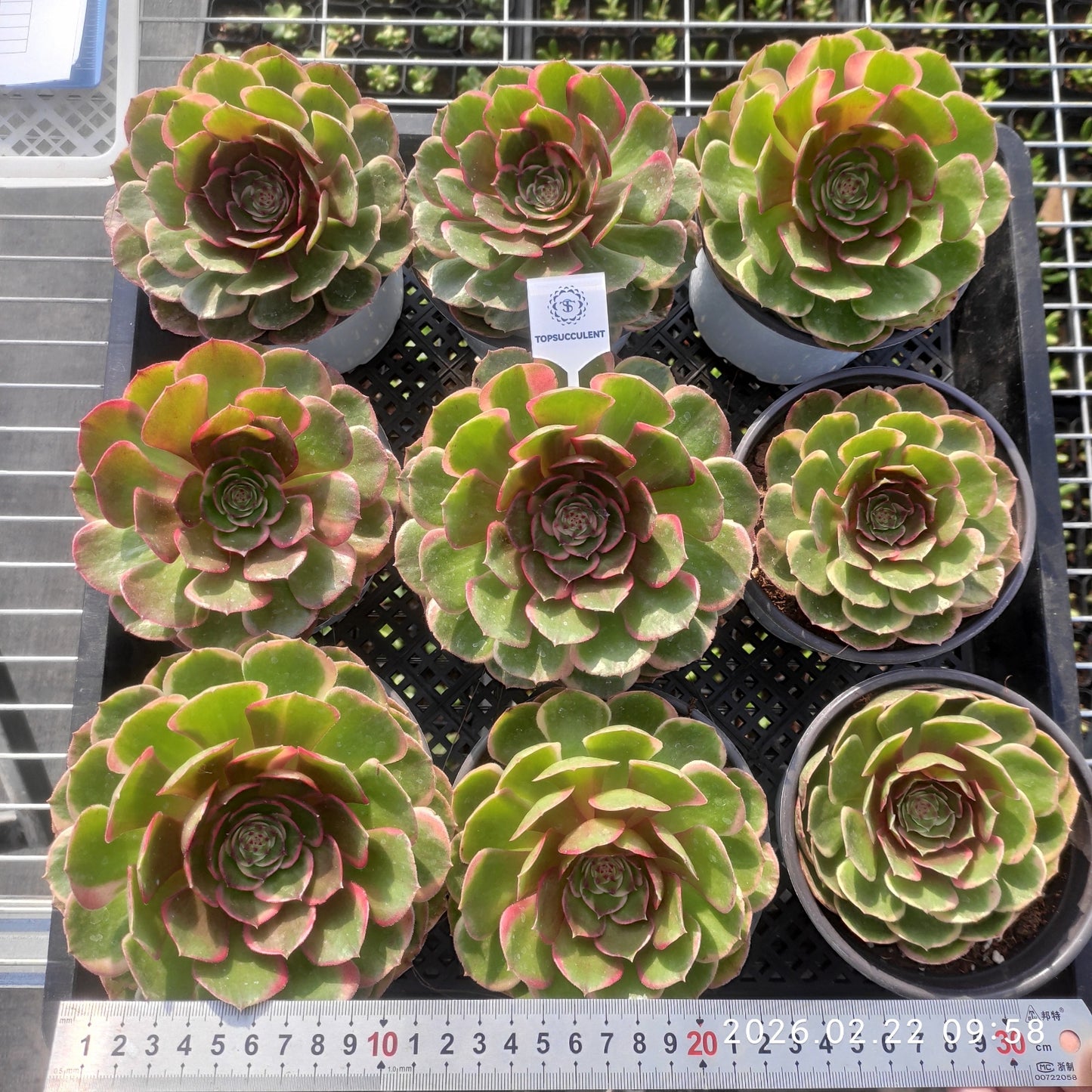 26091 バンクェット