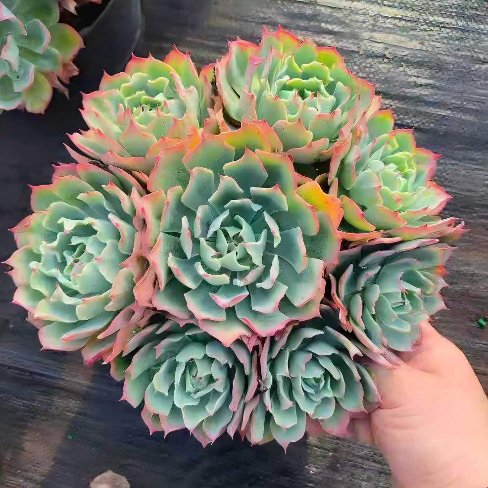 23064 ツーナーミー（23cm pot）