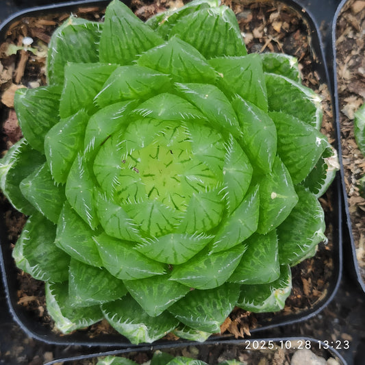 21225 ハオルチア 桜水晶（7cm pot）