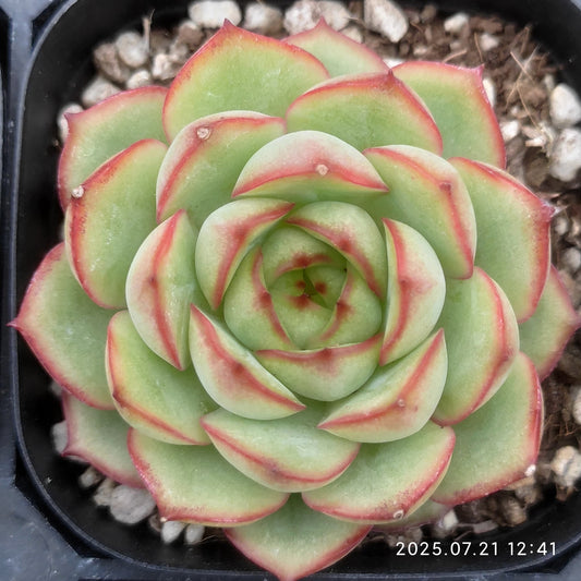 MMY1206 レッド　ライン　エレガンスHyb（6.3cm pot）