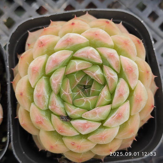 QN811 マルギャン x ドリーム　ローズ（6cm pot）