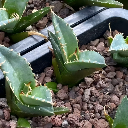 20321 アガベ チタノタ 毒蛇（5cm pot）