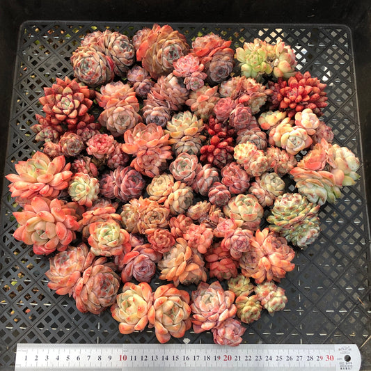 BL2121-001 ミックス苗